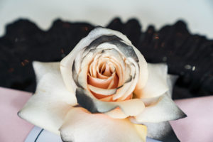 black tipped blush rose